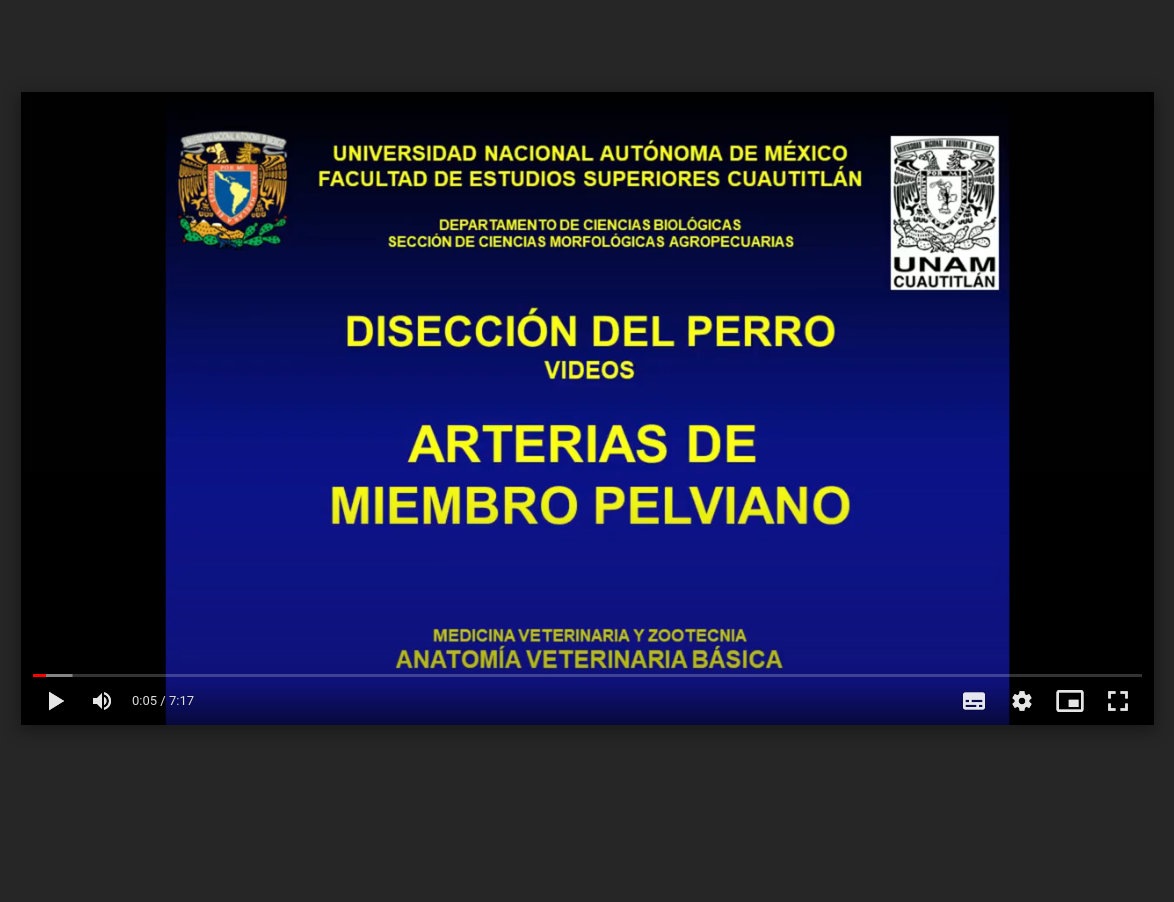 diseccion_del_perro_arterias_de_miembro_pelviano.png